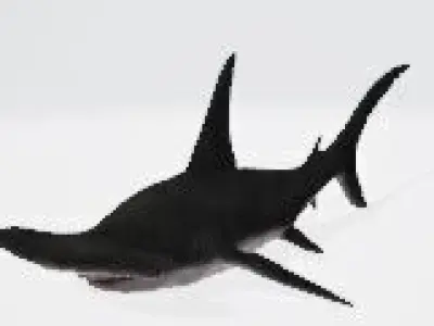 3D Hammerhead Shark Low-poly 3D model