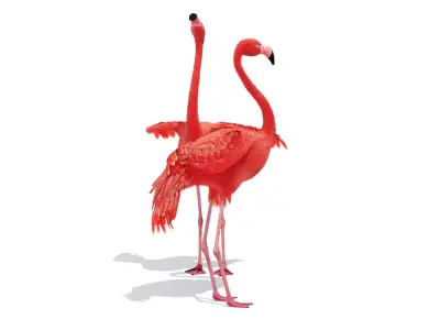Flamingo two flamingos 3D model