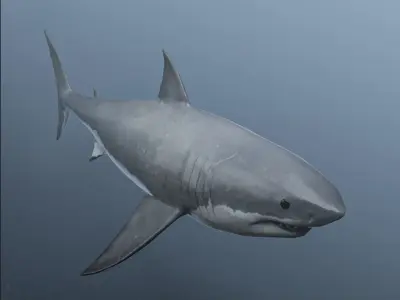 great white shark Free 3D model