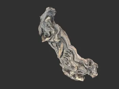 3d scan of the tree trunk 3D model