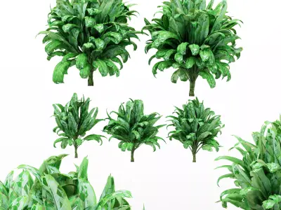 5 Different bush Plant Free 3D model