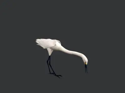 animated egret Low-poly 3D model