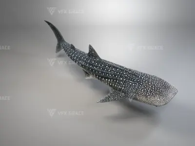 Whale Shark Animation - VFX Grace 3D model