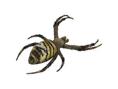 Orb-weaver spider Low-poly 3D model