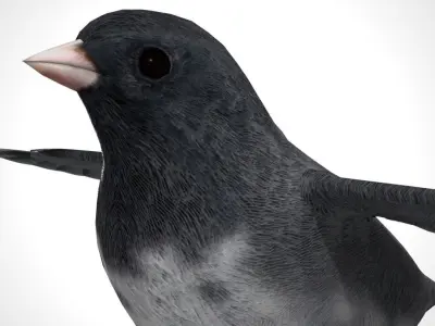 3D Bird Pack Dark Eyed Junco Male and Female Low-poly 3D model