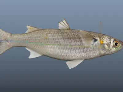 White Mullet Low-poly 3D model