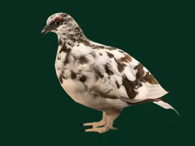 Rock Ptarmigans Bird  Low-poly 3D model