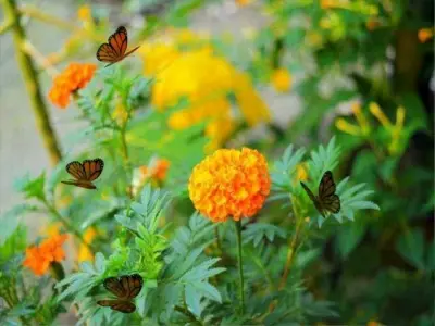 Butterfly Animation Model Low-poly 3D model