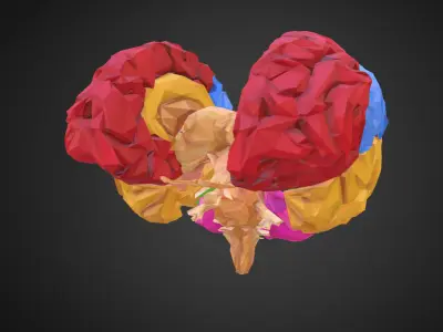 Brain Color Low Polygon Art Medical Low-poly 3D model