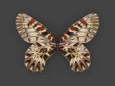 BFLY-002 Butterfly Low-poly 3D model