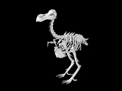 Dodo skeleton Low-poly 3D model