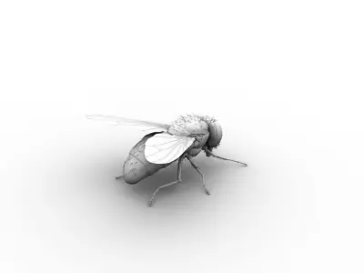Cyclorrhapha fly rig 3D model