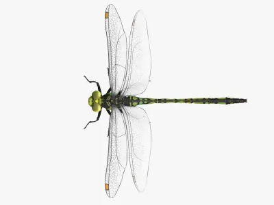 Dragon Fly  Low-poly 3D model