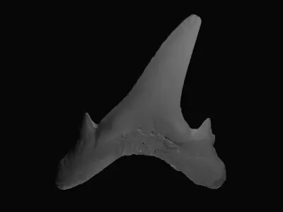 Fossil shark tooth Low-poly 3D model