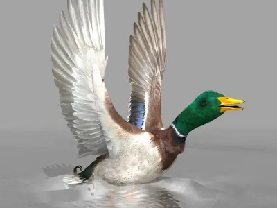 Mallard Duck 3D model