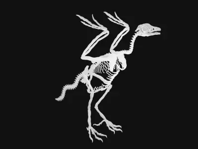 Archaeopteryx skeleton 3D model