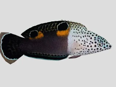 Clown Coris Low-poly 3D model