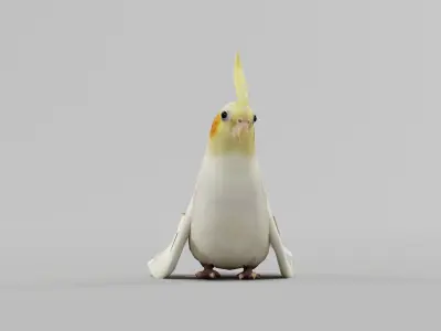 Cockatiel Parrot Bird 3D model
