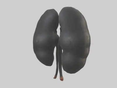 Gorilla Kidneys Low-poly 3D model