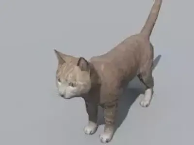 Cat model Free 3D model