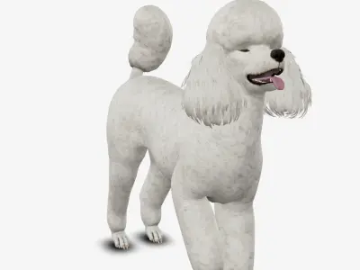 Dog Poodle Low-poly 3D model
