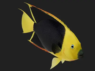 Rockbeauty Low-poly 3D model