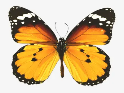 Butterflies butterfly Low-poly 3D model