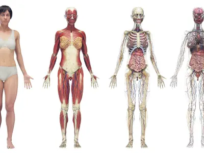 Female Full Anatomy Rigged Maya 3D model purchase