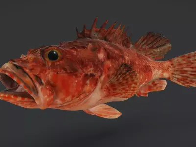 Izu Scorpionfish Animated 3D model