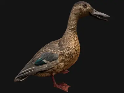 Duck Wild Bird Low-poly 3D model