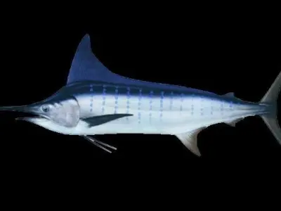 Swordfish marlin 3D model