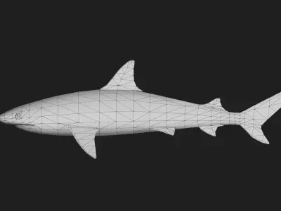 Blacknoseshark Low-poly 3D model