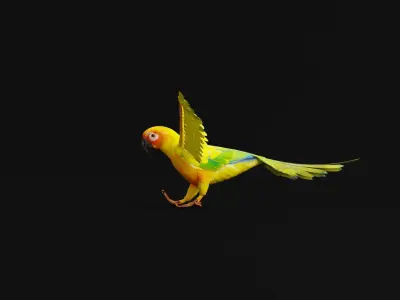 Sun Conures Parakeet Bird Low-poly 3D model