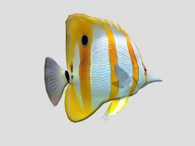 Butterflyfish Realistic Animated Low-poly 3D model