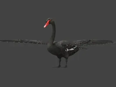  Swan  birds Low-poly 3D model