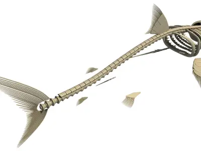 Great White Shark Skeleton 3D model
