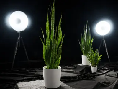  Tall Snake Plant Potted Plant Model 