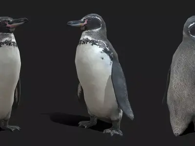 Galapagos Penguin Low Poly Animated Free 3D model