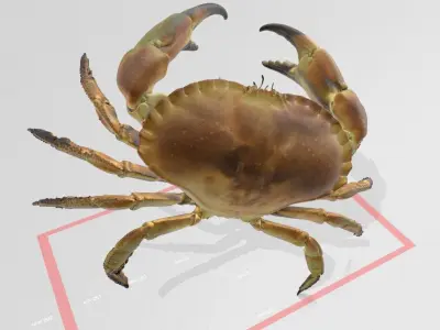 Real life Crab 3D print model