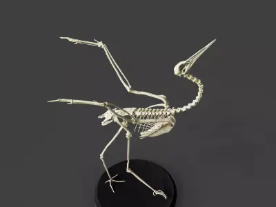 Realistic Crane Skeleton 3D model
