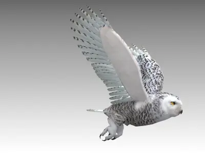 Snowy Owl Low-poly 3D model