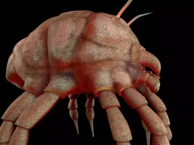 Dust Mite Insect Low-poly 3D model