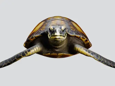 Realistic Sea Turtle Low Poly 3D Model PBR Textures Low-poly 3D model