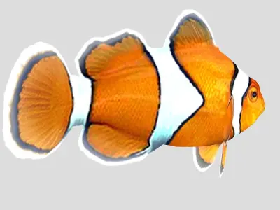 Clownfish Tropical Fish Low-poly 3D model