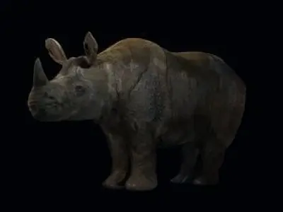 One horned Rhino Complete Scene Rigged 2 versions Low-poly 3D model