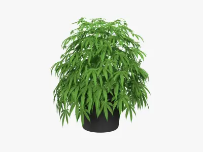 Cannabis Plant in a Pot 3D model