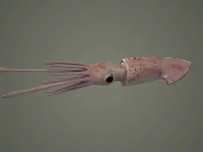 cuttlefish squid octopus cephlapod cephalopod fish  3D model