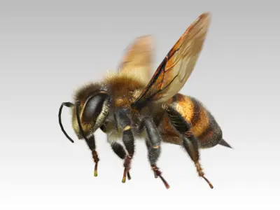 Honey Bee Animated Low-poly 3D model