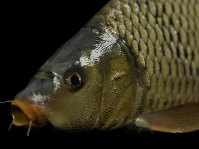 Common carp fish Free low-poly 3D model