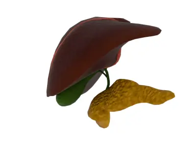 Liver 3D model